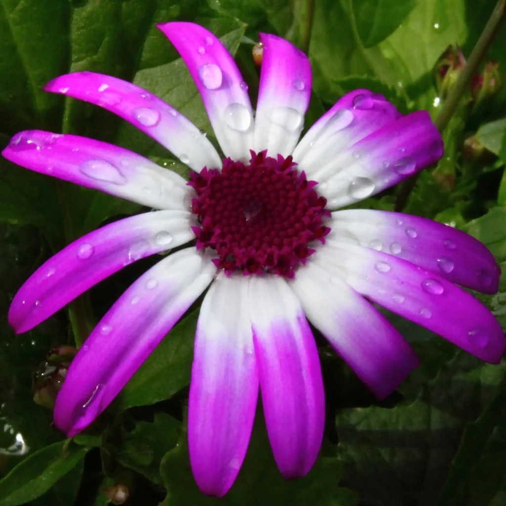 Watering Your Pericallis