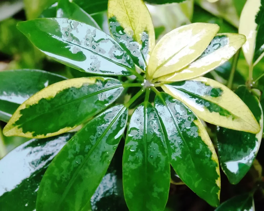 Watering Your Umbrella Plant