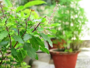 What is Tulsi