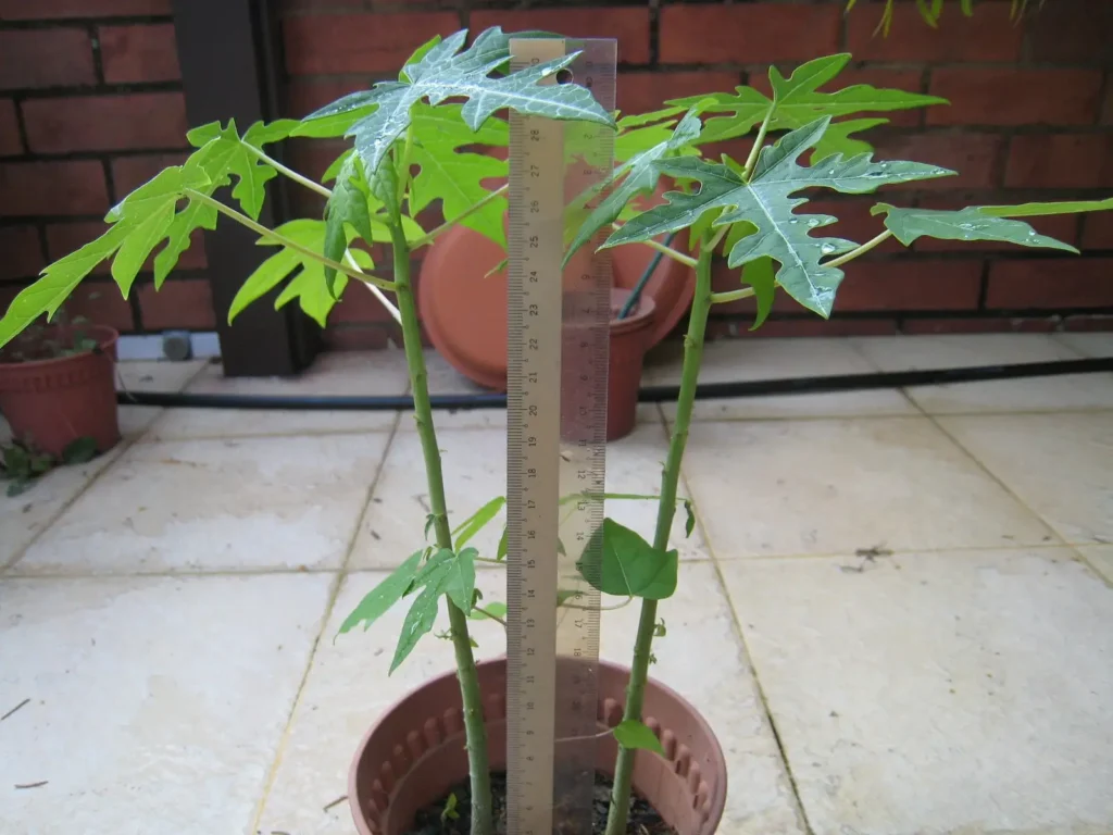 Why Grow Papaya in Pots