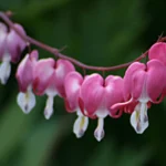 fuchsia plant propagation