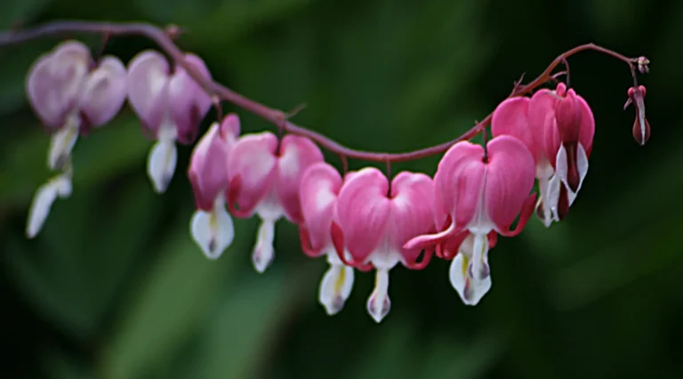 fuchsia plant propagation