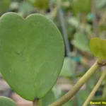 how to care for hoya heart plant