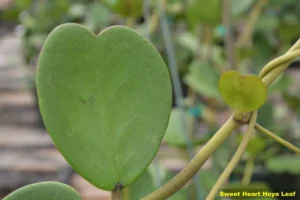 how to care for hoya heart plant