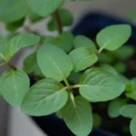 how to care for peppermint plant