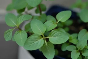 how to care for peppermint plant