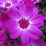 how to care for pericallis plants