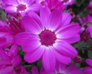 how to care for pericallis plants