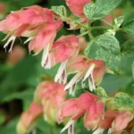 how to care for shrimp plant