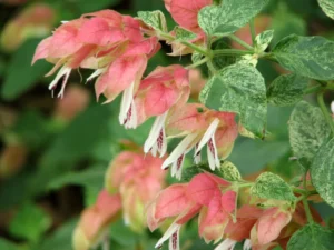 how to care for shrimp plant