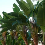 how to care for white bird of paradise plant