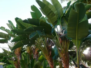 how to care for white bird of paradise plant