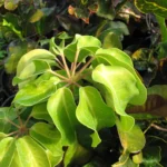 how to grow and take care for umbrella plant