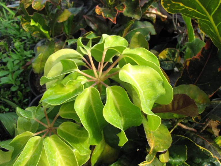 how to grow and take care for umbrella plant