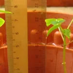 how to grow papaya in pots