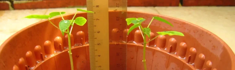 how to grow papaya in pots