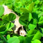 how to propagate shamrock plant