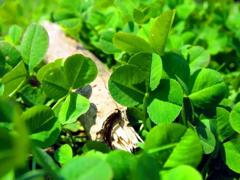 how to propagate shamrock plant