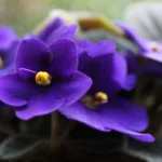 how to revive an african violet