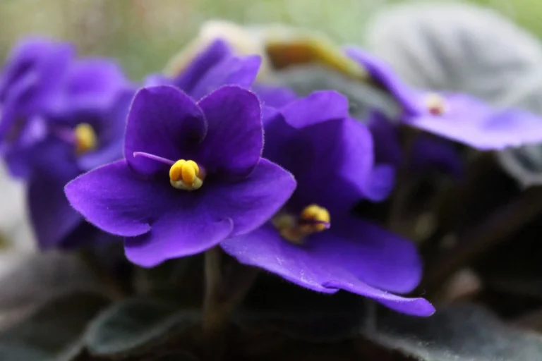 how to revive an african violet