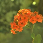 how to take care of a kalanchoe plant