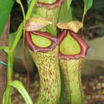 how to take care of a pitcher plant