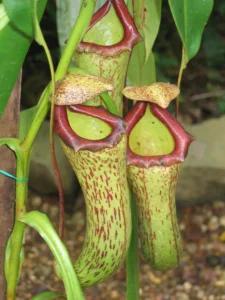 how to take care of a pitcher plant