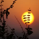 how to take care of a tulsi plant