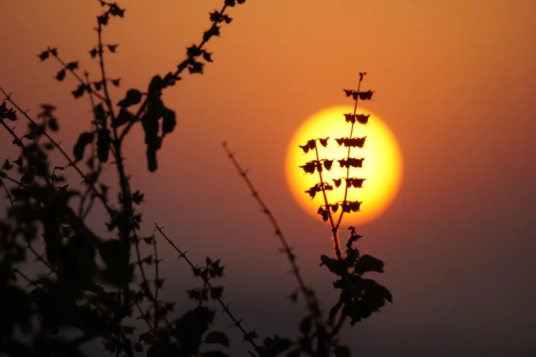 how to take care of a tulsi plant