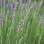 how to take care of lavender plant in winter