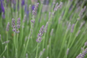 how to take care of lavender plant in winter