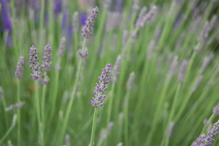 how to take care of lavender plant in winter