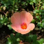 how to take care of purslane plant