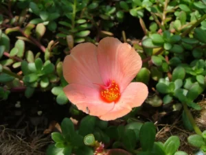 how to take care of purslane plant