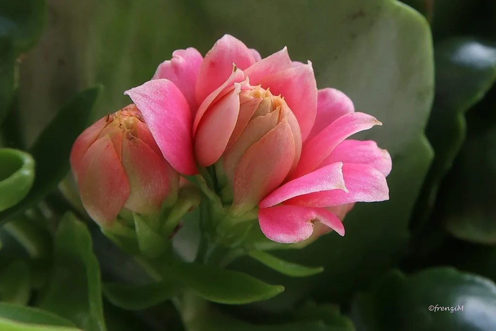 kalanchoes are drought-tolerant