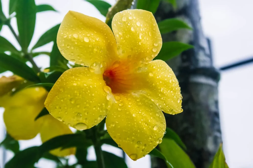 Allamanda Plants from Cuttings