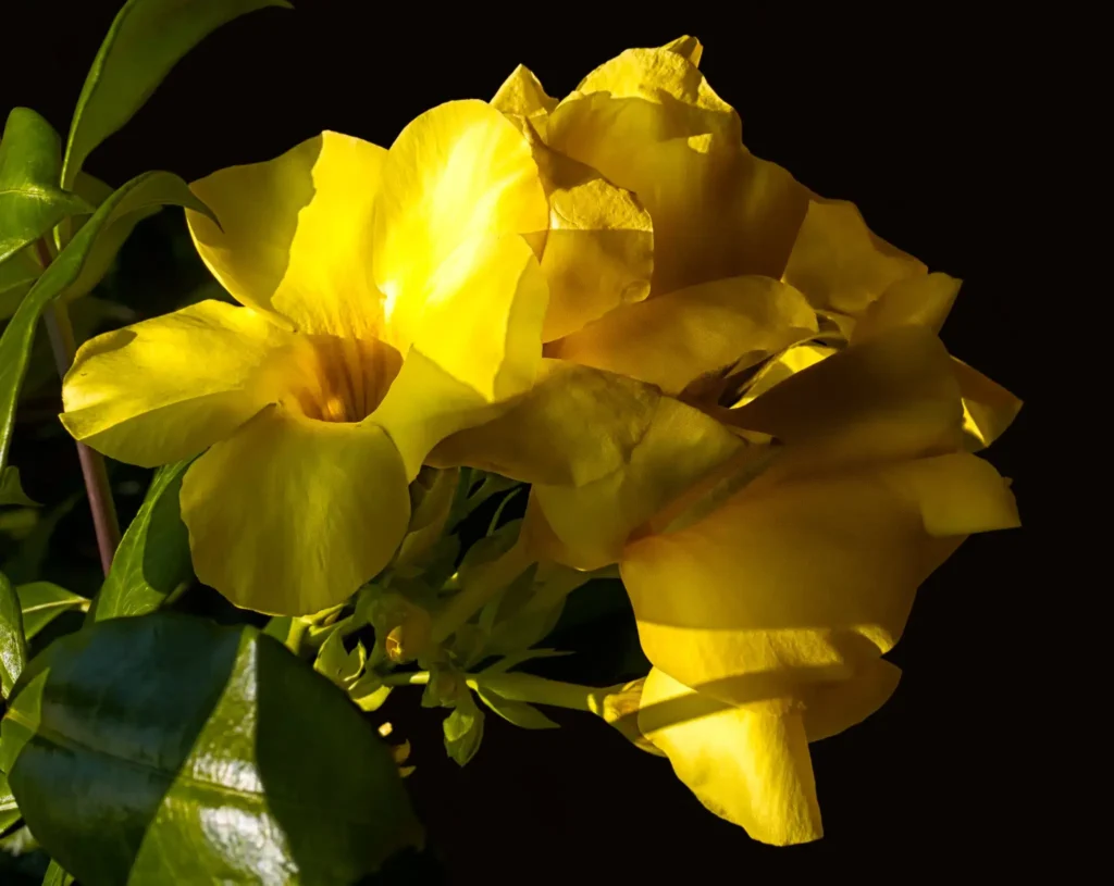 Allamanda plants