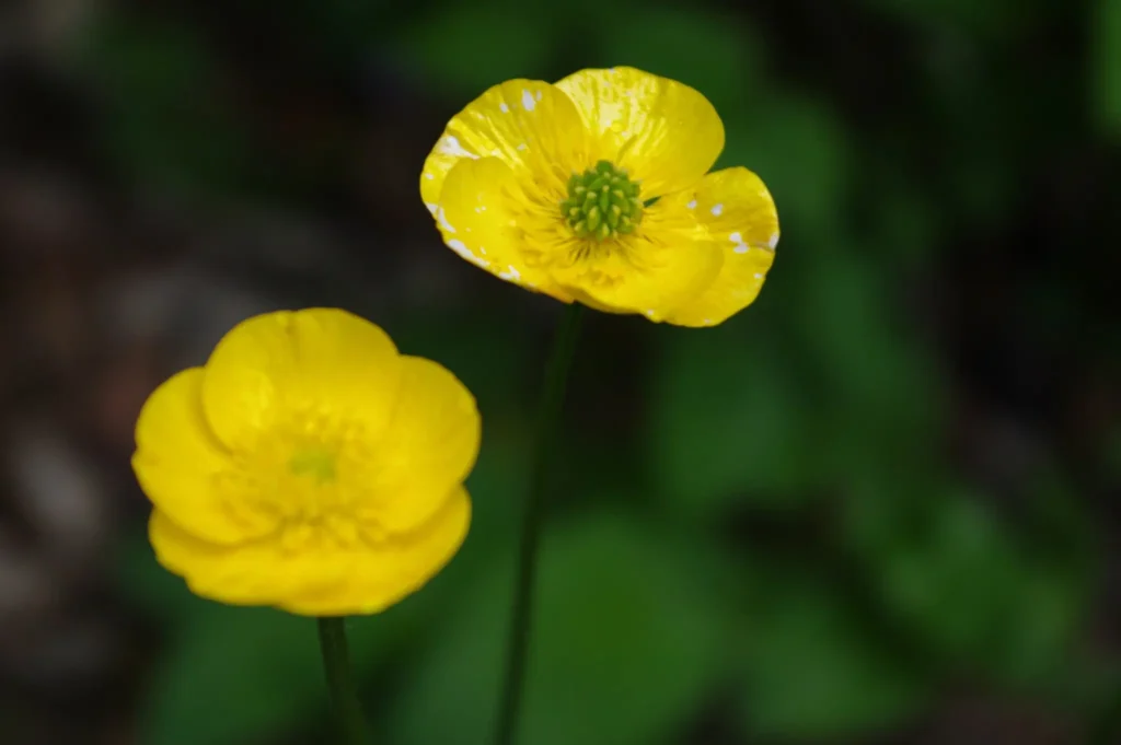 Buttercup Varieties