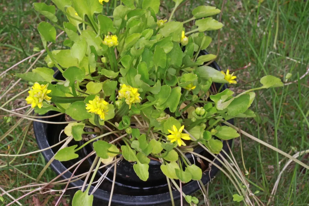 Buttercups in Pots