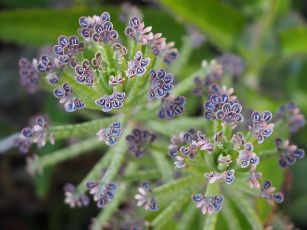 Chandelier Plant