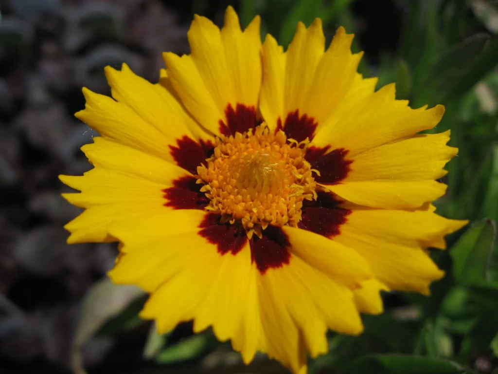 Coreopsis