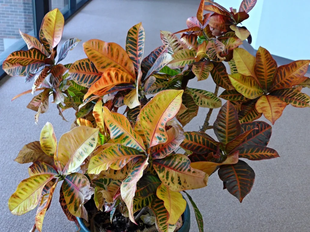 Croton Petra Plant