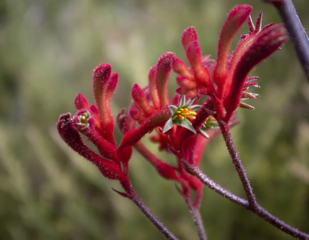 Kangaroo Paws Dying