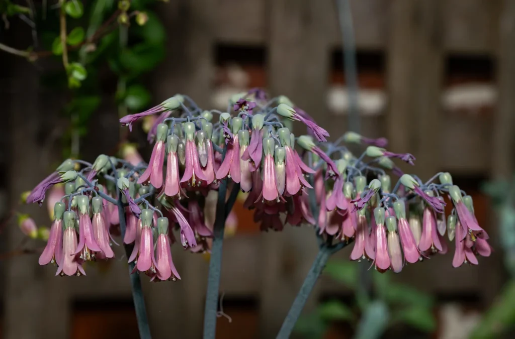 Mother of Thousands Flowers