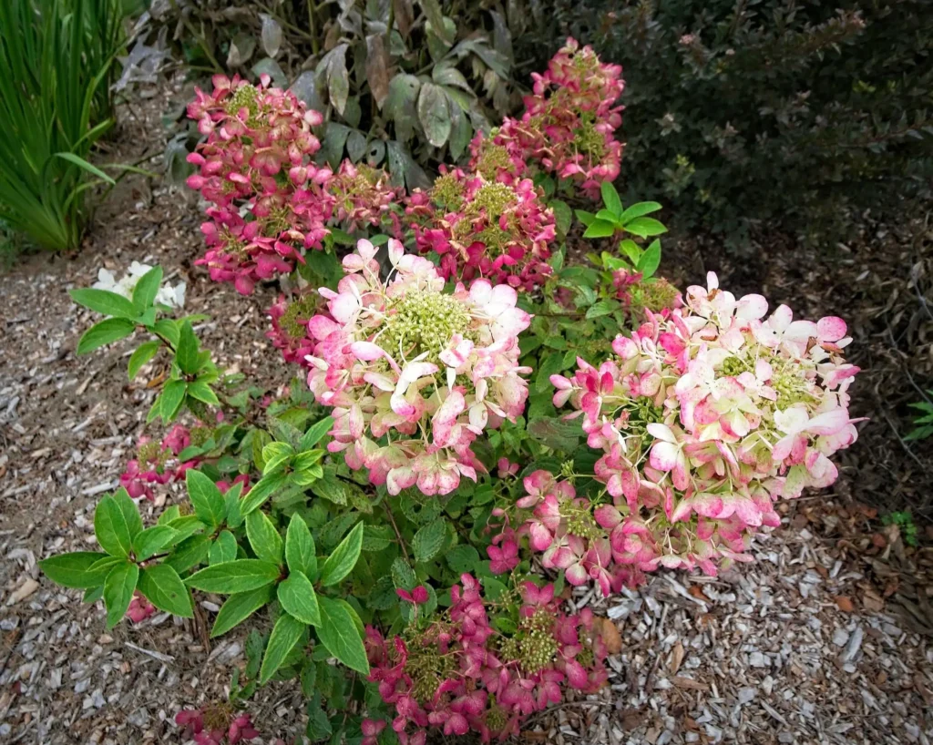 Pruning Techniques