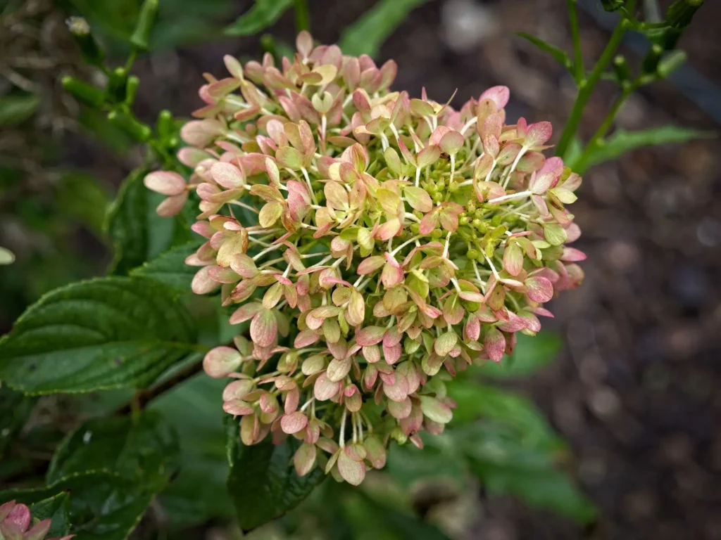 Right Hydrangea