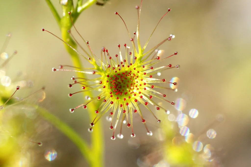 Sundews