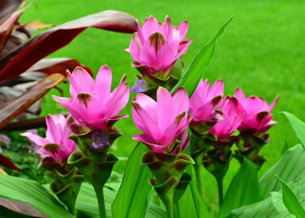 Understanding Curcuma