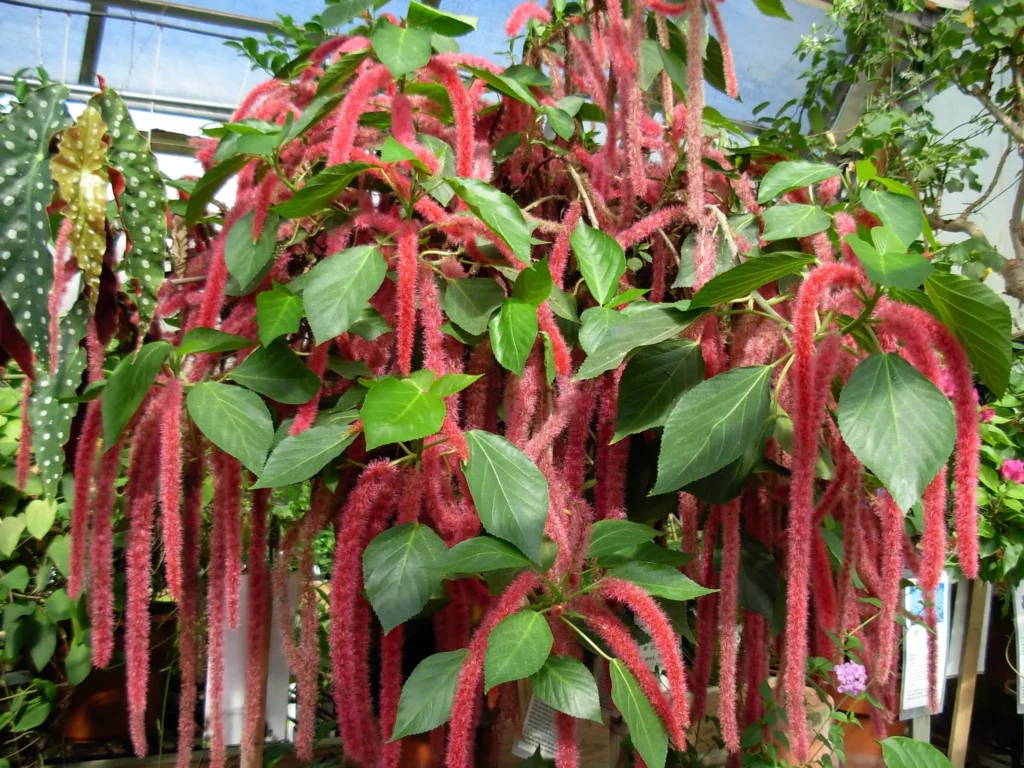 chenille plant