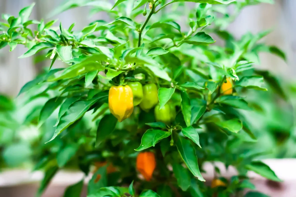 habanero plant